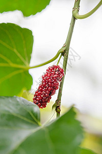天然莓果营养花园水果藤蔓黑色收成食物浆果院子叶子图片