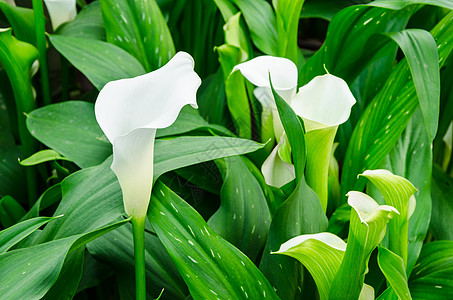 Calla Lily白花和绿叶图片