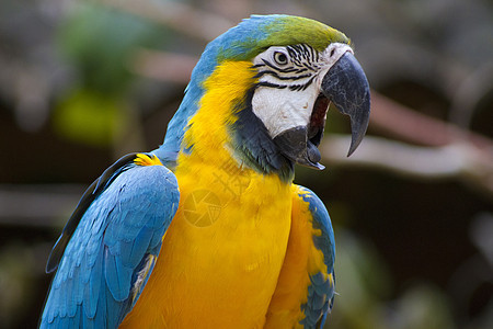 蓝和黄纸墙动物热带红色荒野羽毛绿色鸟类野生动物蓝色金子图片