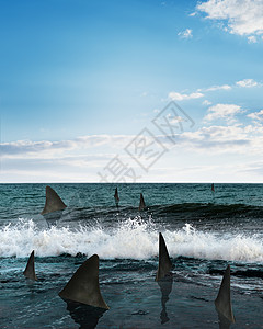 海上鲨鱼图片