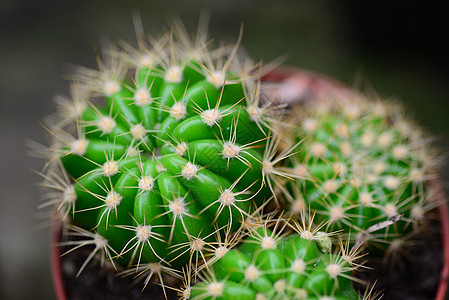 绿仙人掌植物生长沙漠多刺绿色肉质花园图片