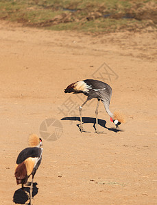 非洲加冕起重机国家马赛动物群鸟类大草原调节器荒野羽毛公园动物图片
