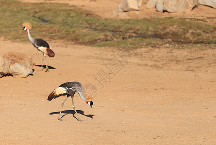 非洲加冕起重机大草原羽毛动物群凤头国家荒野公园马赛动物调节器图片