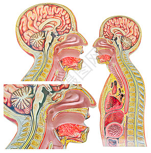一套人类解剖模型 与白色后腹骨隔离图片