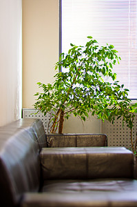 褐色皮棕色沙发 窗户窗帘和煤层的绿色植物扶手椅房子长椅建筑学闲暇地面地毯奢华枕头家具图片