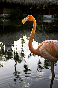 粉红火烈鸟热带生物学海洋脖子荒野野生动物动物群羽毛池塘美丽图片