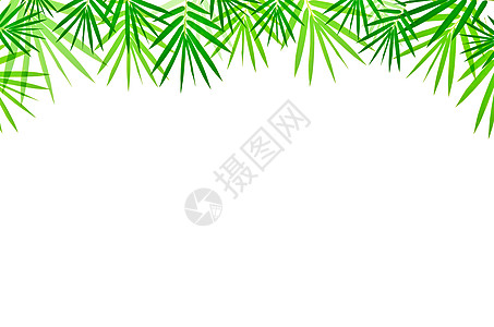 竹叶叶框架植物森林文化树枝植物学边界竹子冥想热带图片