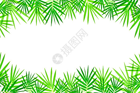 竹叶叶叶子植物植物群花园冥想温泉热带边界植物学竹子图片