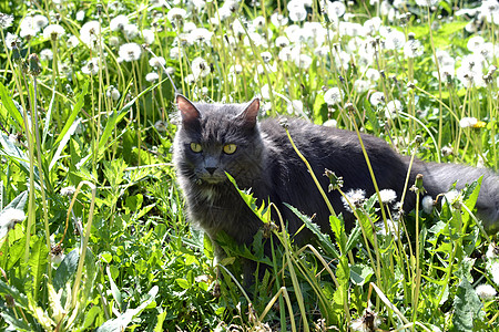 卡通蒲公英灰猫在花朵中狩猎背景