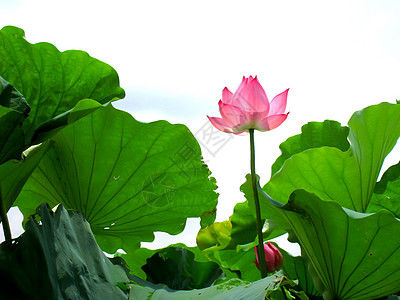 莲田池粉色叶子植物群热带白色树叶绿色植物池塘核桃属图片