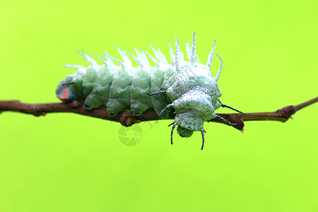 叶子上的毛毛虫野生动物黄色蓝色昆虫动物绿色蝴蝶丝绸荒野植物图片