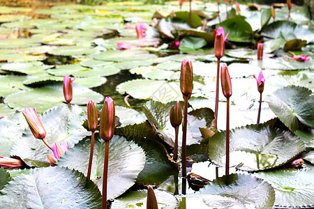 水百里热带绿色荷花植物群白色叶子花瓣公园粉色反射图片