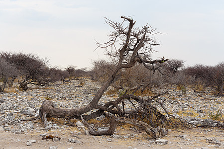 NAmibia 游戏保留区野生动物草地干旱苦烯公园风景国家天空自由树木图片