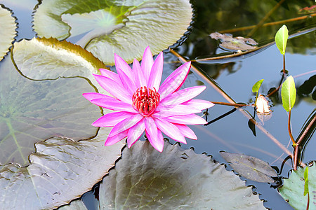 水百里荷花花瓣粉色花园白色反射叶子绿色植物群池塘图片