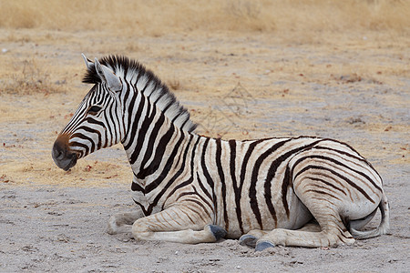 非洲丛林中的年轻斑马哺乳动物动物条纹荒野大草原幼兽安全公园婴儿母亲图片