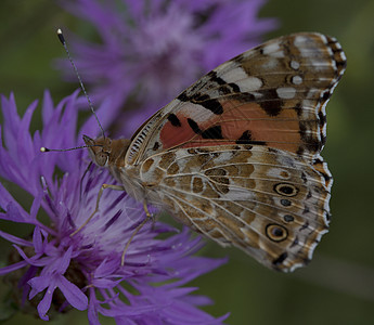 蝴蝶翅膀昆虫动物群森林树林背景图片
