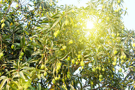 芒果在树上季节生产水果植被土壤栽培劳动地球植物食物图片
