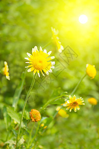 田中美丽的黄花草地香味环境场地植物群花瓣花粉辉光太阳洋甘菊图片