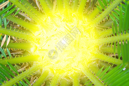 绿棕榈树生活曲线热带白色卷曲植物椰子绿色衬套静脉图片