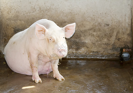 猪在谷仓里的猪图片