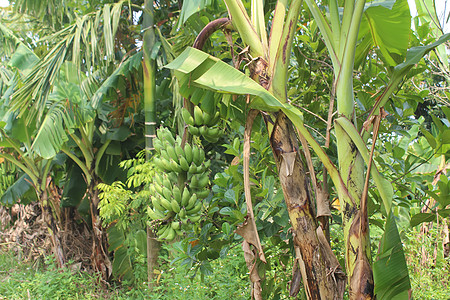 花园里的香蕉袋饮食热带森林农业水果甜点生长农场库存团体图片