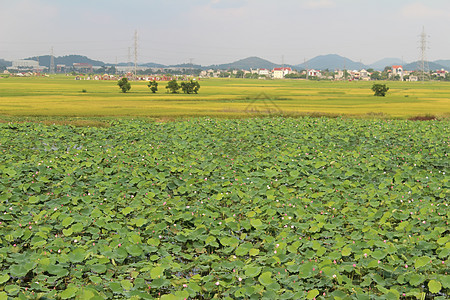 夏荷花金稻田和天空生长耳朵农田叶子食物植物粮食种子运动花园背景