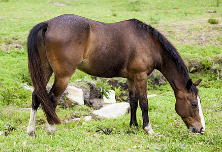 马在草地上觅食哺乳动物土地农村母马农场牧场家畜小马农业动物图片