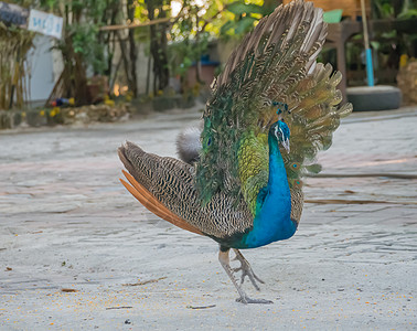 孔雀动物园热带男性优雅尾巴羽毛支撑展示仪式挑战图片