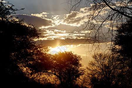非洲日落 前面有树国家天空荒野太阳风景野生动物大草原橙子阳光公园图片