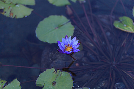 夏荷花蓝星紫色花园荒野百合植物池塘星星园艺夜宵冥想背景