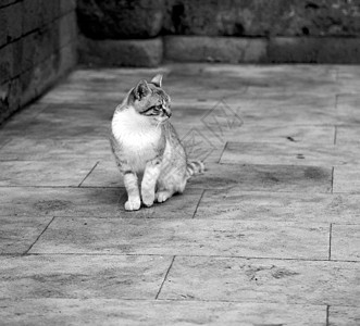 在非洲摩洛哥和家居背景中独一只猫宠物男性猫咪动物小猫石头晴天哺乳动物猫科毛皮背景