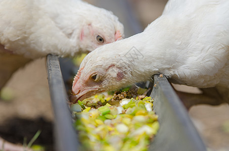 鸡肉和火鸡 鸡肉在锅里吃食物背景图片