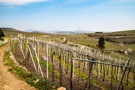 意大利春天山丘上的葡萄园 意大利国家田园农田爬坡生长场地草地房子叶子旅游图片