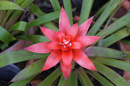 粉红布罗梅花花生长红色花园花瓣叶子植物荒野多叶肉质植物学图片