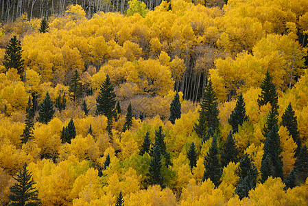 胡杨树叶黄秋秋森林白色树木季节叶子荒野树叶黄色风景背景
