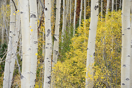 秋天黄黄色的烟灰树叶荒野季节风景树木森林叶子白色背景图片