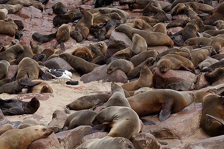 纳米比亚Cape Cross Cape Cross和野生生物海狮动物毛皮殖民地捕食者食肉石头海滩荒野野生动物海岸线图片