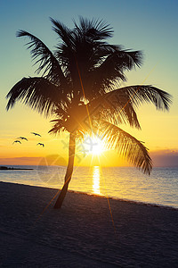 清夕日落棕榈太阳海滩异国支撑海景天空情调环境冲浪图片
