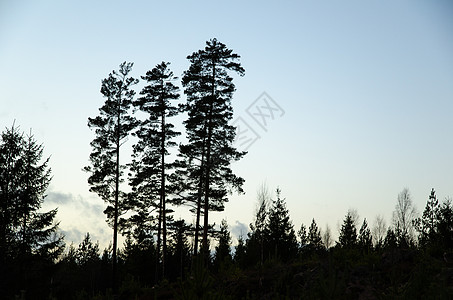 松树的轮光树干风景荒野日落天空剪影森林阳光天际团体背景图片