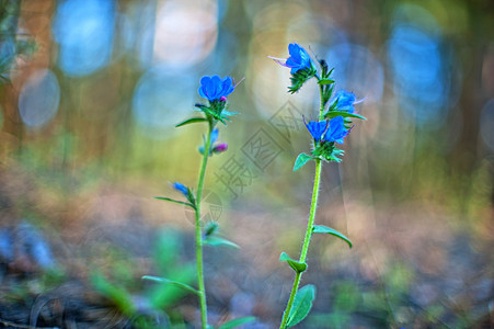 蓝森林花花植物紫色宏观季节场地花瓣生活花朵叶子植物学图片