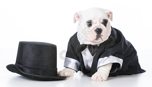 可爱的小狗燕尾服戏服套装正装背心男人帽子犬类衣服反射图片
