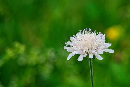 白花花花园生长花朵叶子植物宏观植物群绿色图片