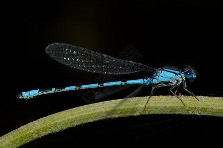 蓝蜻蜓棕色蓝色宏观黑色动物小枝绿色黄色昆虫图片