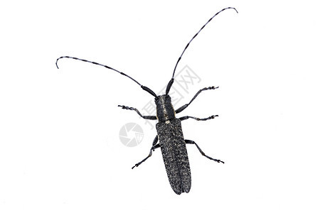 黑甲虫长角牛漏洞动物群天线昆虫野生动物宏观喇叭动物鞘翅目图片