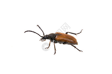 白色背景上的棕色错误野生动物动物甲虫长角牛漏洞宏观鞘翅目喇叭昆虫天线图片