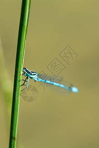 蓝坐落在一片草地上动物翅膀蜻蜓绿色眼睛宏观野生动物昆虫荒野蓝色图片