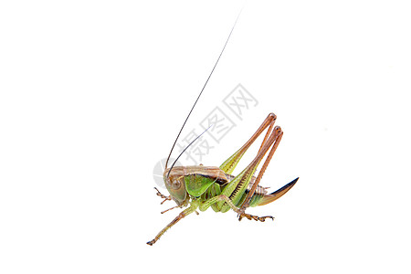 白色背景的绿色棕色蝗虫工作室野生动物刺槐蚱蜢动物天线漏洞宏观昆虫蟋蟀图片