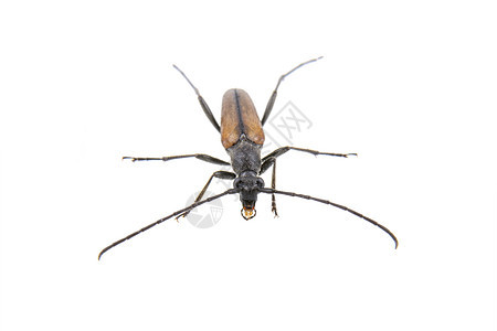 白色背景的黑褐色错误漏洞昆虫学野生动物翅膀黑色动物学木头甲虫动物棕色图片