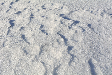 自然积雪背景雪花水晶冻结蓝色季节阴影图片