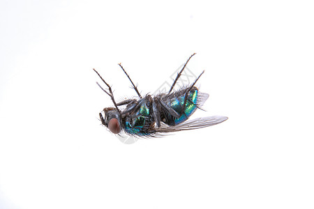 黑色背景的绿苍蝇漏洞害虫昆虫水果房子红色宏观果蝇翅膀动物图片